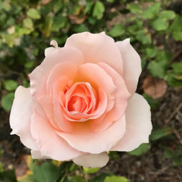 aprilpenelope15
